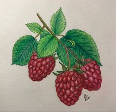 a drawing of raspberries with green leaves