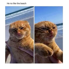 an orange cat sitting on top of someone's hand next to the ocean and holding it up