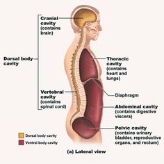 the anatomy of the human body and its major organs, including the urticatic system