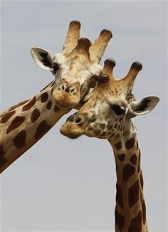 two giraffes standing next to each other with their heads touching noses together