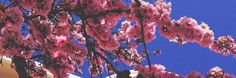 pink flowers are blooming on the branches of a tree in front of a building