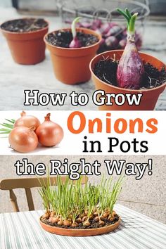 onions growing in pots with the text how to grow onions in pots the right way