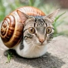 a cat with a snail on its back