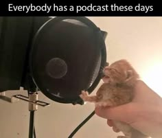 a person holding a small kitten in front of a microphone with the caption everybody has a podcast these days