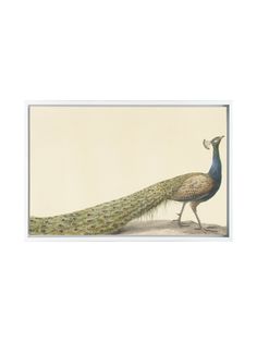 a painting of a peacock with its tail open