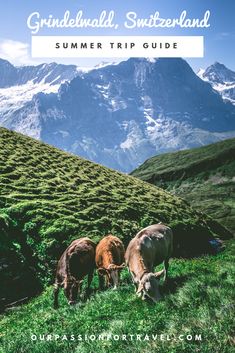 three cows graze on grass in the mountains with text overlay that reads, grindelwald a perfect day