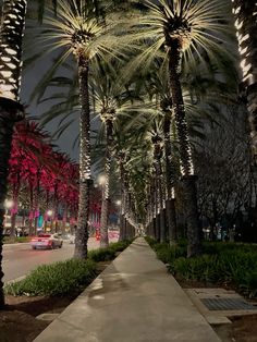 palm trees are lined up along the sidewalk in front of a street light at night