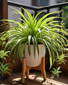 Spider Plant Decor, Spider Plant Indoor, Snake Plant Decor, Inside Plants Decor, Plant Centerpieces, Creative Garden Decor, Atlanta Botanical Garden, Floating Garden, Small Patio Garden