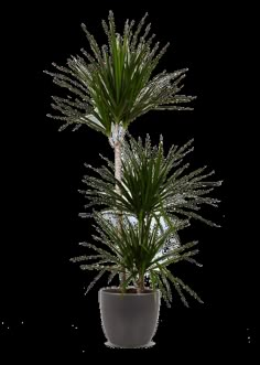 a potted plant is shown on a white background