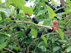 blackberries growing on the branch of a tree