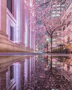 the reflection of trees and buildings in water