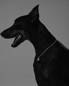 a black dog with it's mouth open wearing a chain