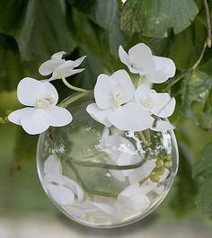 some white flowers are in a glass vase on a branch with green leaves and water