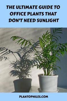 the ultimate guide to office plants that don't need sunlight