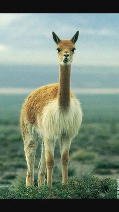 an alpaca standing in the grass with its head turned to look at the camera