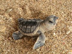 a baby turtle is laying on the ground with its head turned to look like it's hatched up