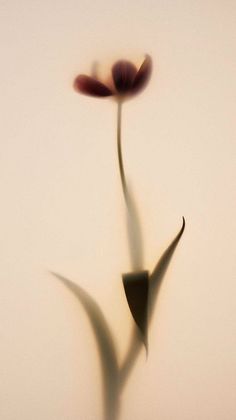 a single flower is shown in the middle of an image with its shadow on the wall