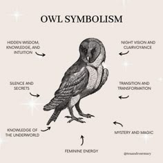 an owl's body and its surroundings are labeled in the words owlsymbolism