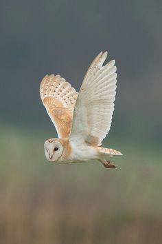 an owl flying through the air with its wings spread