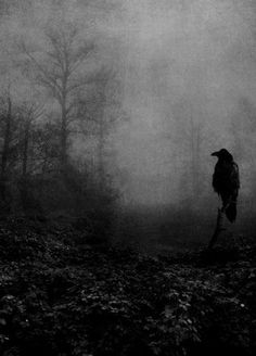 a black and white photo of a crow in the foggy woods with trees behind it