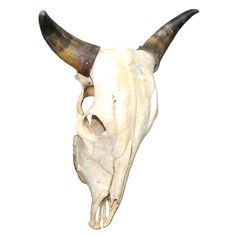 an animal's skull with horns is shown against a white background