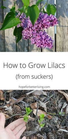 purple lilacs growing from the ground with text overlay reading how to grow lilacs from suckers