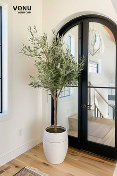 a potted olive tree sitting on top of a wooden floor next to a door