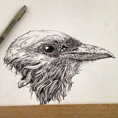 a black and white drawing of a bird's head with long, wavy hair