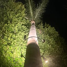 a tall tree with lots of green leaves on it's branches at night time