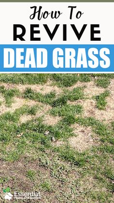 How To Make Grass Seed Grow Fast, Lawn Makeover On A Budget, Homemade Grass Fertilizer, Grass Growing Tips Lawn, How To Fix Patchy Grass Lawn, How To Make Grass Grow, How To Get Grass To Grow In Bare Spots, Planting Grass Seed Summer, Diy Grass Fertilizer Green Lawn