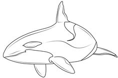 an orca whale swimming in the ocean coloring page