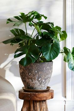 a potted plant sitting on top of a wooden table