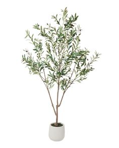 an olive tree in a white pot on a white background