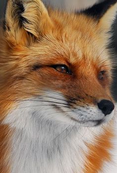 a close up of a red fox's face