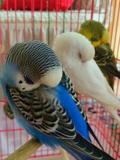 two parakeets are sitting on a perch in a cage with another bird behind them