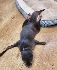 a small black dog laying on the floor next to a cat bed and scratching it's head