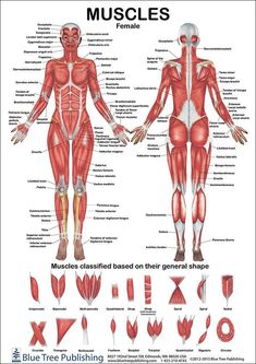 the muscles are labeled in this diagram