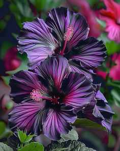 two purple flowers with green leaves in the background