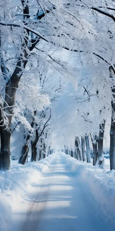 snow covered trees line the side of a road