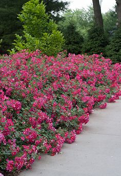 pink flowers are blooming along the side of a sidewalk in front of some trees