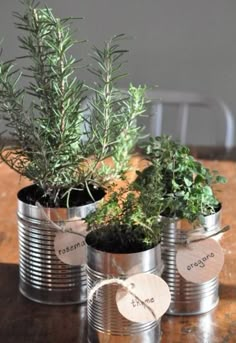 three tin can planters with herbs in them