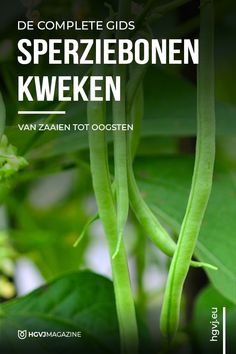 an image of some green beans growing on the plant with text overlay that reads de complete gids sperzieboneen kwwen