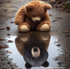 a brown teddy bear sitting on top of a puddle