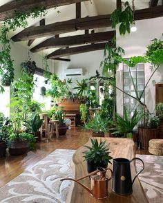 a living room filled with lots of plants and potted plants on top of a wooden table