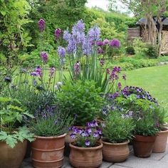 several potted plants with purple flowers in them on a brick walkway near grass and trees