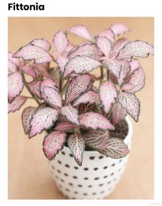 a potted plant with pink and white leaves