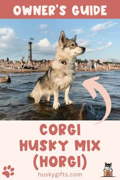 Corgi Husky Mix (Horgi): Owner’s Guide German Shepherd Siberian Husky Mix Puppy, Corgi Husky Mix Corgsky, Border Collie Corgi Mix, Corgi Husky Mix, The Art Of Communication, Art Of Communication, Border Collie Husky Mix