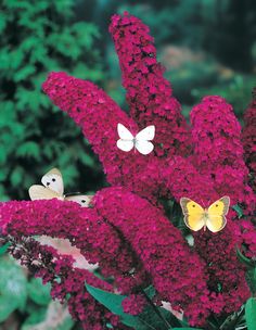 two stuffed animals are sitting on top of some purple flowers with green leaves in the background