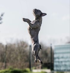 a dog jumping in the air to catch a frisbee