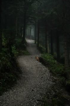 a path in the middle of a forest with trees on both sides and foggy skies overhead